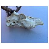 Deer Skull with Antlers - Taxidermy Display Skull with Jaw
