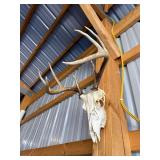 Whitetail Deer Skull with Antlers Taxidermy Mount for Display