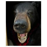 Bear Skin Rug - Bear Hide with Red Trim - Real Fur Floor or Wall Accent