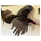 Mounted Wild Turkey Taxidermy with Wings Spread and Tail Fan on Wood Log Base