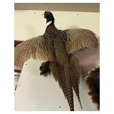 Mounted Male Pheasant Taxidermy on Wood Base