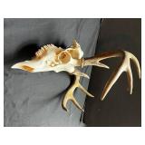 Deer Skull with Antlers - Natural Bone Display Specimen