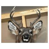 White-Tailed Deer Shoulder Mount Taxidermy with Large Multi-Tine Antlers