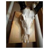 Mounted Deer Skull with Large Antlers