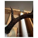 Mounted Deer Skull with Large Antlers