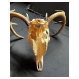 Deer Skull with Antlers - Natural Bone Display Specimen