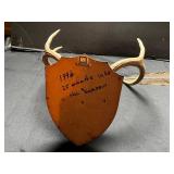 Deer Antler Trophy Mount on Shield-Style Wooden Plaque