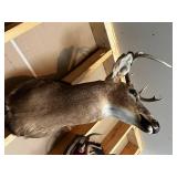 White-Tailed Deer Shoulder Mount Taxidermy with Large Multi-Tine Antlers