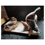 Pair of Mounted Ducks