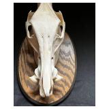 Mounted Animal Skull Display on Round Wood Base - Educational Specimen