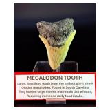 Fossilized Megalodon tooth from the extinct shark Otodus megalodon. These sharks were the ocean