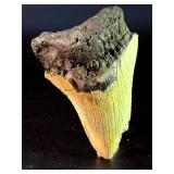 Fossilized Megalodon tooth from the extinct shark Otodus megalodon. These sharks were the ocean
