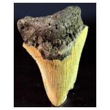 Fossilized Megalodon tooth from the extinct shark Otodus megalodon. These sharks were the ocean