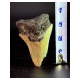 Fossilized Megalodon tooth from the extinct shark Otodus megalodon. These sharks were the ocean