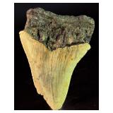 Fossilized Megalodon tooth from the extinct shark Otodus megalodon. These sharks were the ocean
