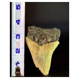 Fossilized Megalodon tooth from the extinct shark Otodus megalodon. These sharks were the ocean