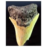 Fossilized Megalodon tooth from the extinct shark Otodus megalodon. These sharks were the ocean