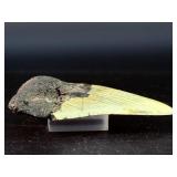 Fossilized Megalodon tooth from the extinct shark Otodus megalodon. These sharks were the ocean
