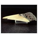 Fossilized Megalodon tooth from the extinct shark Otodus megalodon. These sharks were the ocean