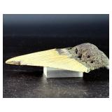 Fossilized Megalodon tooth from the extinct shark Otodus megalodon. These sharks were the ocean
