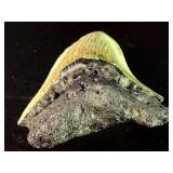 Fossilized Megalodon tooth from the extinct shark Otodus megalodon. These sharks were the ocean