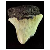 Fossilized Megalodon tooth from the extinct shark Otodus megalodon. These sharks were the ocean