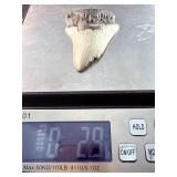 Fossilized Megalodon tooth from the extinct shark Otodus megalodon. These sharks were the ocean
