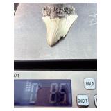 Fossilized Megalodon tooth from the extinct shark Otodus megalodon. These sharks were the ocean