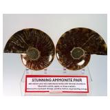 Exceptional Pair of Polished Cleoniceras Ammonites | 110M Year-Old Cretaceous Fossils | Intricate "Oak-Leaf" Suture Pattern | Mahajanga, Madagascar