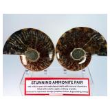 Exceptional Pair of Polished Cleoniceras Ammonites | 110M Year-Old Cretaceous Fossils | Intricate "Oak-Leaf" Suture Pattern | Mahajanga, Madagascar
