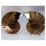 Exceptional Pair of Polished Cleoniceras Ammonites | 110M Year-Old Cretaceous Fossils | Intricate "Oak-Leaf" Suture Pattern | Mahajanga, Madagascar