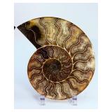 Exceptional Pair of Polished Cleoniceras Ammonites | 110M Year-Old Cretaceous Fossils | Intricate "Oak-Leaf" Suture Pattern | Mahajanga, Madagascar