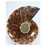 Exceptional Pair of Polished Cleoniceras Ammonites | 110M Year-Old Cretaceous Fossils | Intricate "Oak-Leaf" Suture Pattern | Mahajanga, Madagascar