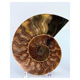 Exceptional Pair of Polished Cleoniceras Ammonites | 110M Year-Old Cretaceous Fossils | Intricate "Oak-Leaf" Suture Pattern | Mahajanga, Madagascar