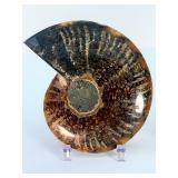Exceptional Pair of Polished Cleoniceras Ammonites | 110M Year-Old Cretaceous Fossils | Intricate "Oak-Leaf" Suture Pattern | Mahajanga, Madagascar