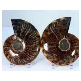 Exceptional Pair of Polished Cleoniceras Ammonites | 110M Year-Old Cretaceous Fossils | Intricate "Oak-Leaf" Suture Pattern | Mahajanga, Madagascar