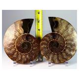 Exceptional Pair of Polished Cleoniceras Ammonites | 110M Year-Old Cretaceous Fossils | Intricate "Oak-Leaf" Suture Pattern | Mahajanga, Madagascar
