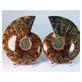 Exceptional Pair of Polished Cleoniceras Ammonites | 110M Year-Old Cretaceous Fossils | Intricate "Oak-Leaf" Suture Pattern | Mahajanga, Madagascar
