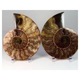 Exceptional Pair of Polished Cleoniceras Ammonites | 110M Year-Old Cretaceous Fossils | Intricate "Oak-Leaf" Suture Pattern | Mahajanga, Madagascar