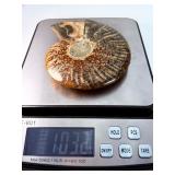 Exceptional Pair of Polished Cleoniceras Ammonites | 110M Year-Old Cretaceous Fossils | Intricate "Oak-Leaf" Suture Pattern | Mahajanga, Madagascar