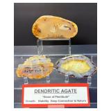 Rare Dendritic Agate Specimens - "The Stones of Plenitude"