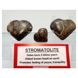 2-Billion-Year-Old "Oxygen Origins" Stromatolite Fossil Hearts – Set of 3