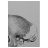George Arnold - Graphite Drawing of a Greyhound in Profile Approximately 15" x 13"