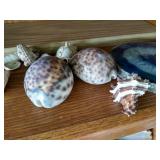 Seashells & Beautiful Geode Slab
