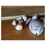 Seashells & Beautiful Geode Slab