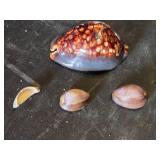 Cowrie Shell Collection including Large Tiger Cowrie and Smaller Shells - Large is 3"