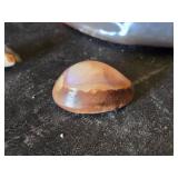 Cowrie Shell Collection including Large Tiger Cowrie and Smaller Shells - Large is 3"