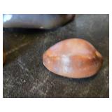 Cowrie Shell Collection including Large Tiger Cowrie and Smaller Shells - Large is 3"