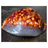 Cowrie Shell Collection including Large Tiger Cowrie and Smaller Shells - Large is 3"