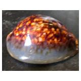 Cowrie Shell Collection including Large Tiger Cowrie and Smaller Shells - Large is 3"